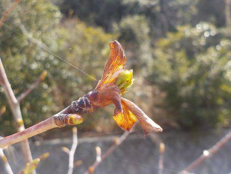 淡路じゃのひれフィッシングパーク 釣果