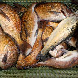 淡路じゃのひれフィッシングパーク 釣果