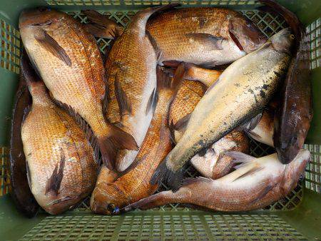 淡路じゃのひれフィッシングパーク 釣果