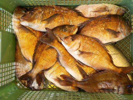 淡路じゃのひれフィッシングパーク 釣果