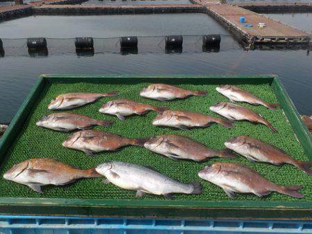 淡路じゃのひれフィッシングパーク 釣果