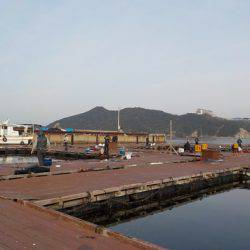 淡路じゃのひれフィッシングパーク 釣果