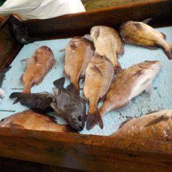 淡路じゃのひれフィッシングパーク 釣果