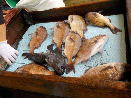 淡路じゃのひれフィッシングパーク 釣果