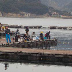 淡路じゃのひれフィッシングパーク 釣果