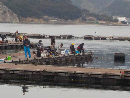 淡路じゃのひれフィッシングパーク 釣果