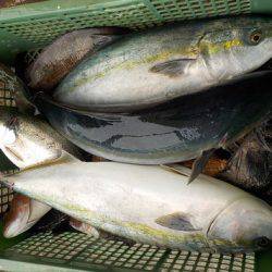 淡路じゃのひれフィッシングパーク 釣果