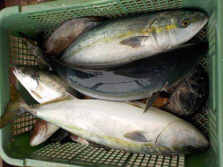 淡路じゃのひれフィッシングパーク 釣果