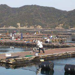 淡路じゃのひれフィッシングパーク 釣果