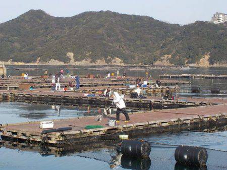 淡路じゃのひれフィッシングパーク 釣果