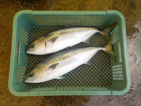 淡路じゃのひれフィッシングパーク 釣果