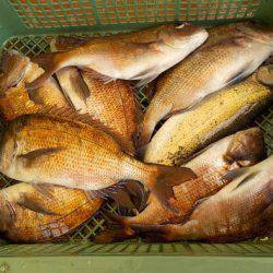 淡路じゃのひれフィッシングパーク 釣果