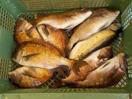 淡路じゃのひれフィッシングパーク 釣果