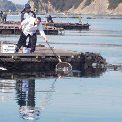 淡路じゃのひれフィッシングパーク 釣果