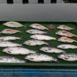 淡路じゃのひれフィッシングパーク 釣果