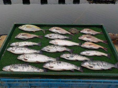 淡路じゃのひれフィッシングパーク 釣果