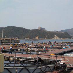 淡路じゃのひれフィッシングパーク 釣果