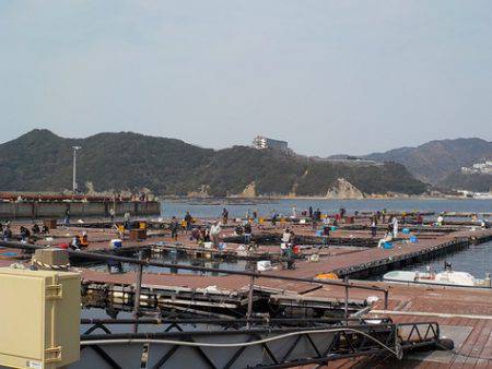 淡路じゃのひれフィッシングパーク 釣果