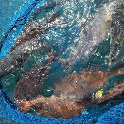 淡路じゃのひれフィッシングパーク 釣果