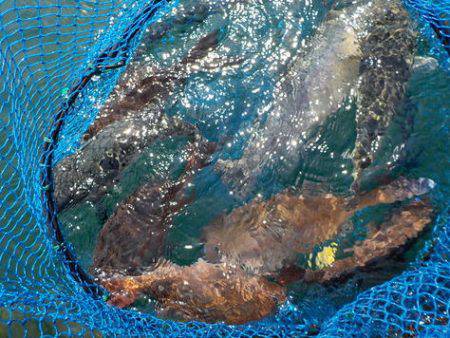 淡路じゃのひれフィッシングパーク 釣果