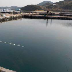 淡路じゃのひれフィッシングパーク 釣果