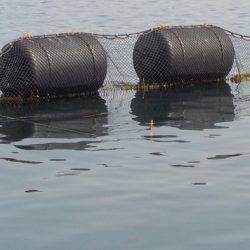 淡路じゃのひれフィッシングパーク 釣果