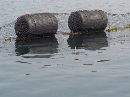 淡路じゃのひれフィッシングパーク 釣果