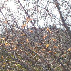 淡路じゃのひれフィッシングパーク 釣果