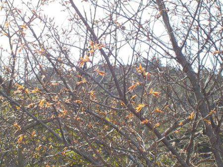 淡路じゃのひれフィッシングパーク 釣果