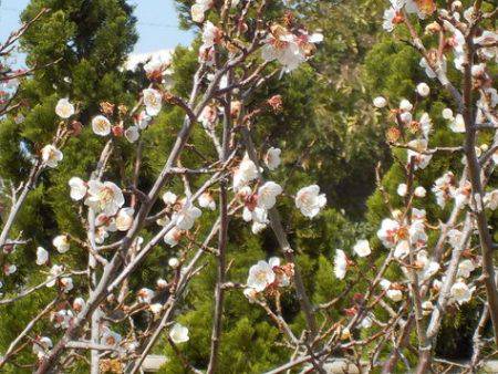淡路じゃのひれフィッシングパーク 釣果