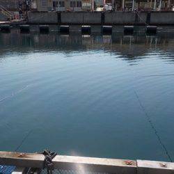 淡路じゃのひれフィッシングパーク 釣果