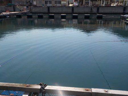 淡路じゃのひれフィッシングパーク 釣果