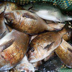 淡路じゃのひれフィッシングパーク 釣果