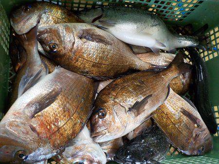 淡路じゃのひれフィッシングパーク 釣果