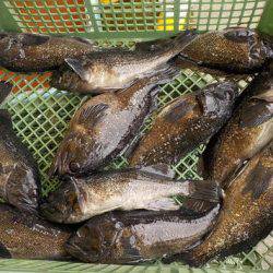 淡路じゃのひれフィッシングパーク 釣果