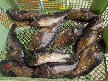 淡路じゃのひれフィッシングパーク 釣果