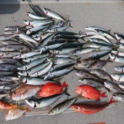 へいみつ丸 釣果