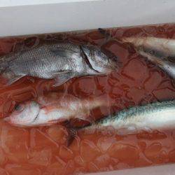 へいみつ丸 釣果