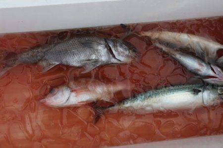 へいみつ丸 釣果