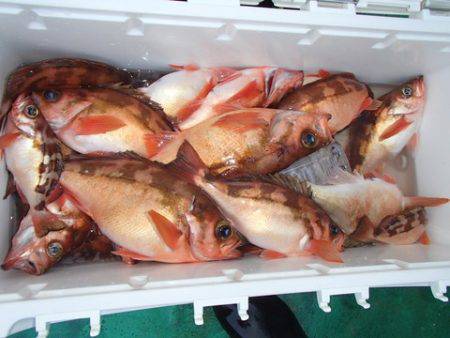 第二むつ漁丸 釣果