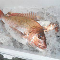 こうゆう丸 釣果