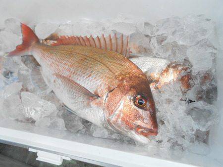 こうゆう丸 釣果