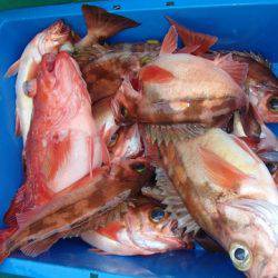 第二むつ漁丸 釣果