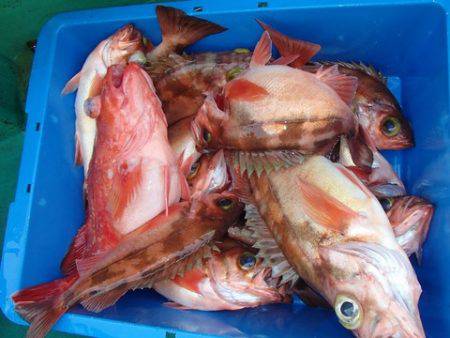 第二むつ漁丸 釣果