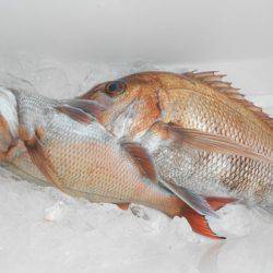 こうゆう丸 釣果