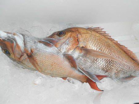 こうゆう丸 釣果