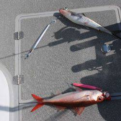 へいみつ丸 釣果