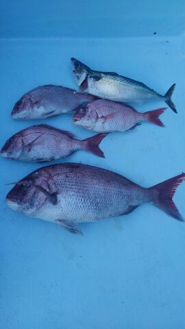 東京湾探釣隊ぼっち 釣果