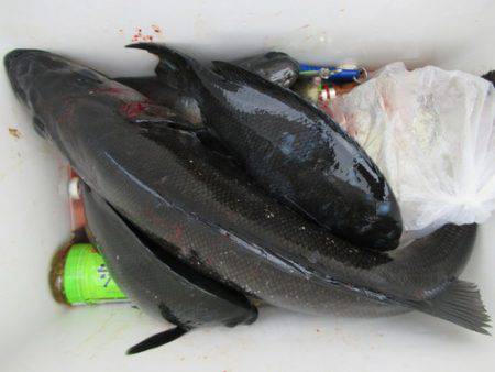 濱田渡船 釣果