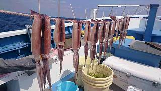 しまや丸 釣果